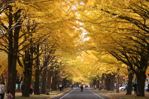 北海道大学キャンパスイメージ