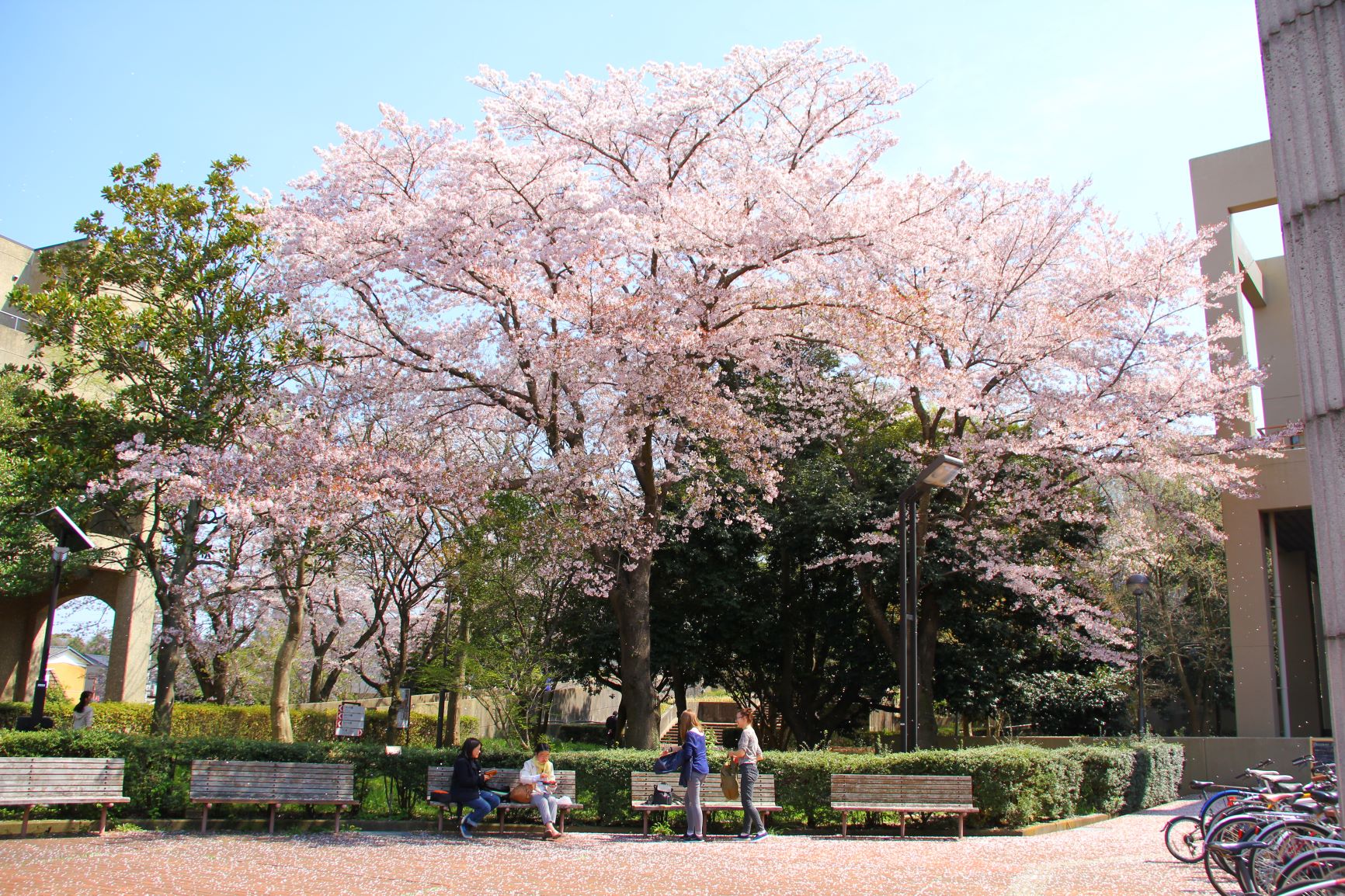 University of Tsukuba Campus image