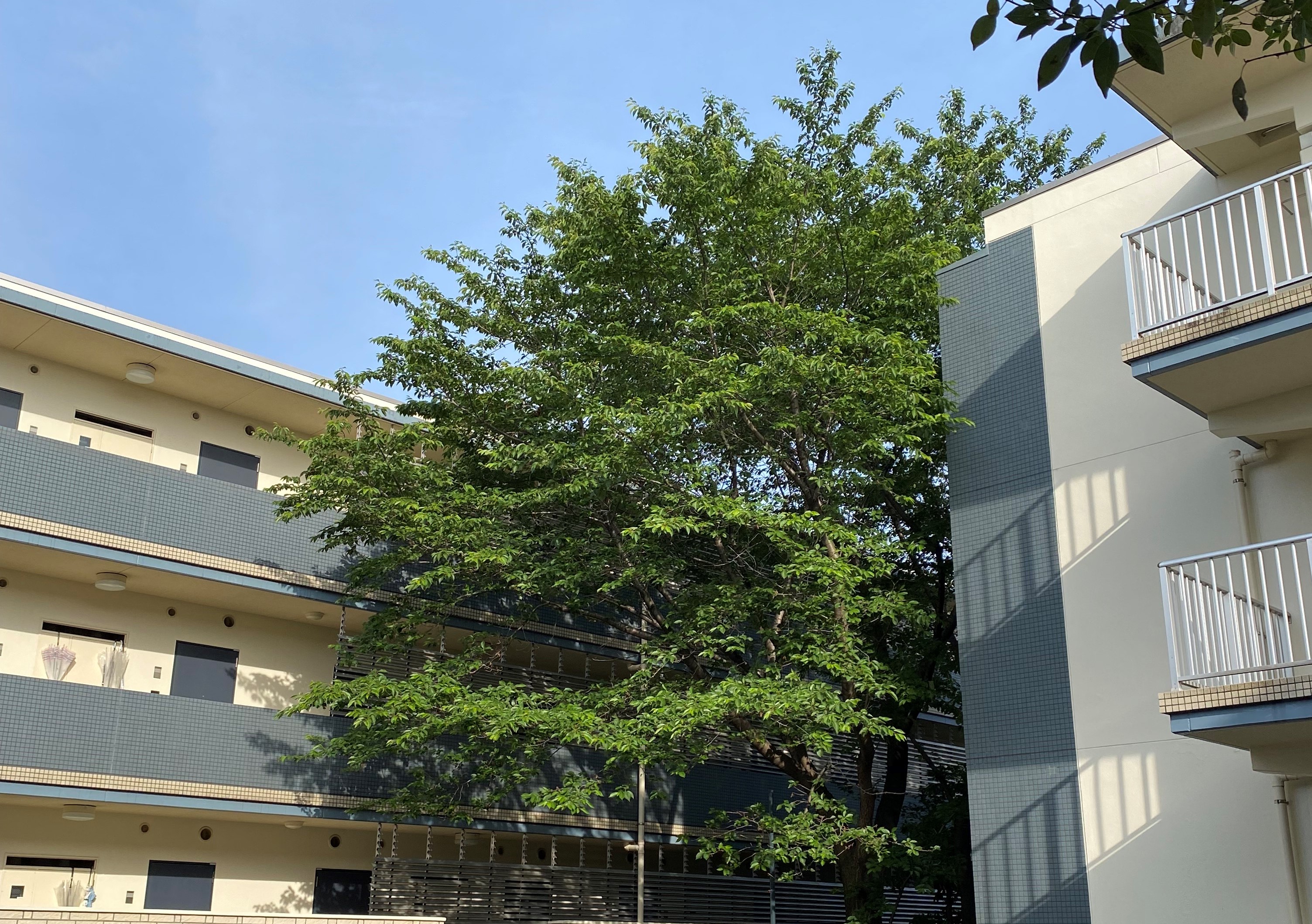 共立女子大学キャンパスイメージ
