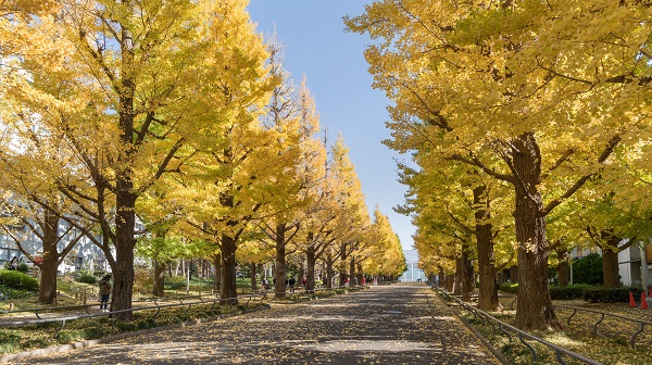 Keio University Campus image