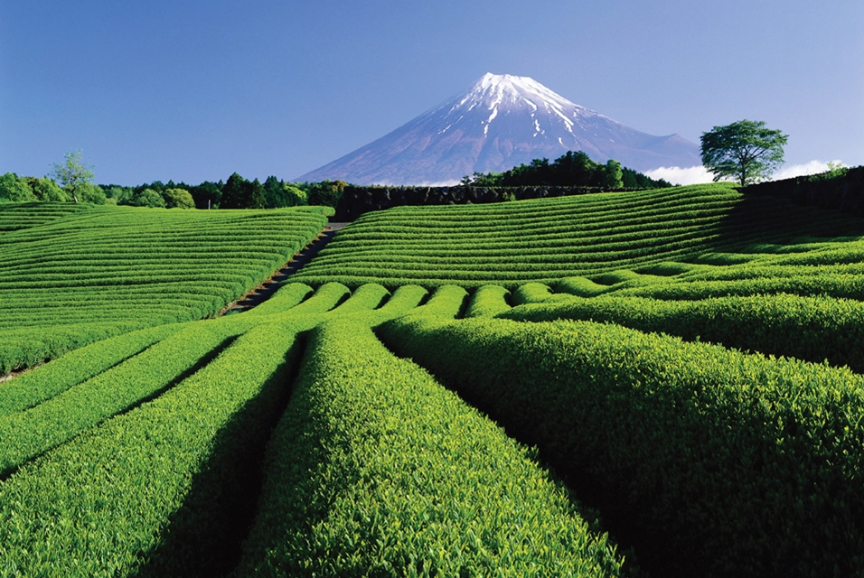 Shizuoka tea
