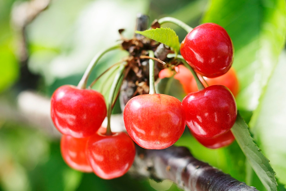 Cherry