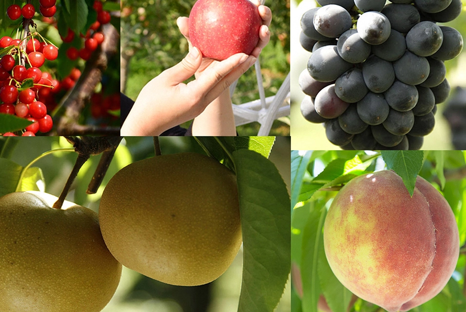 Fruits