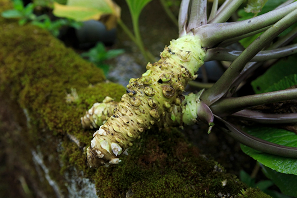 Wasabi (Japanese horseradish)