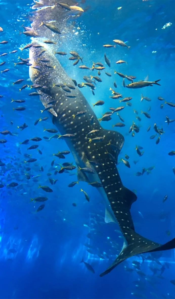 Aquarium Churaumi