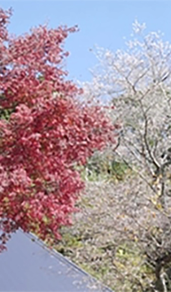 小原交流公園、四季櫻