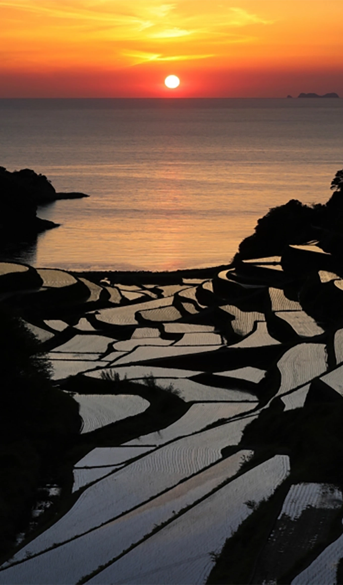 浜野浦の棚田（玄海町）