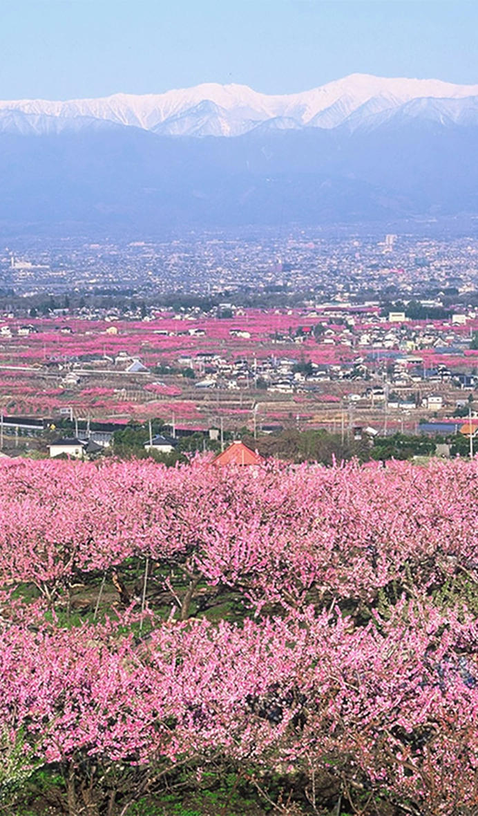 Arcadia carpeted with pink flowers